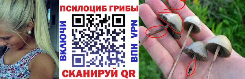 Псилоцибиновые грибы GOLDEN TEACHER  Каргат 